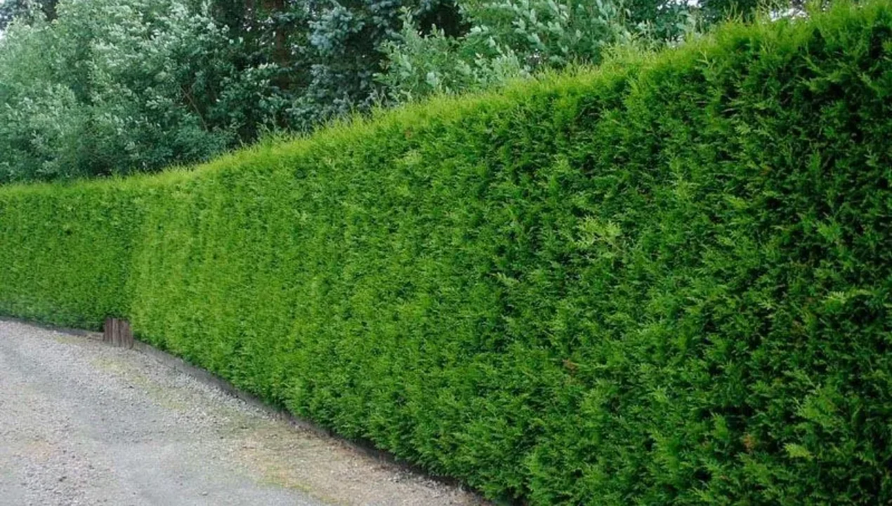 Тошкент учун «Яшил коридор»: 700 та чорраҳада сунъий интеллект!