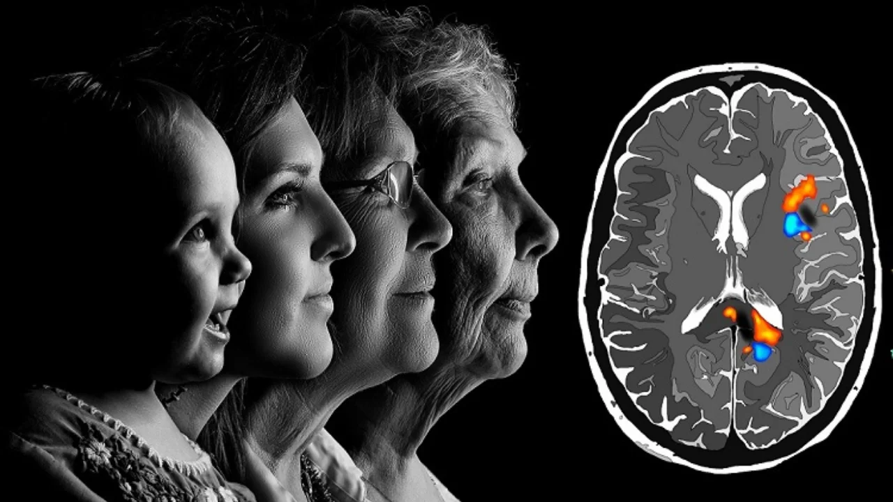 Olimlar inson miyasi rivojlanishining 5 muhim bosqichini aniqlashdi