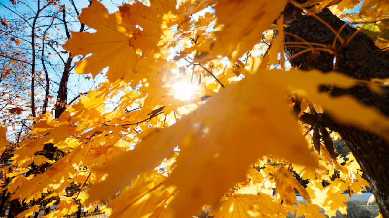 14 noyabr kuni bahorni esga soluvchi iliq kun kutilyapti
