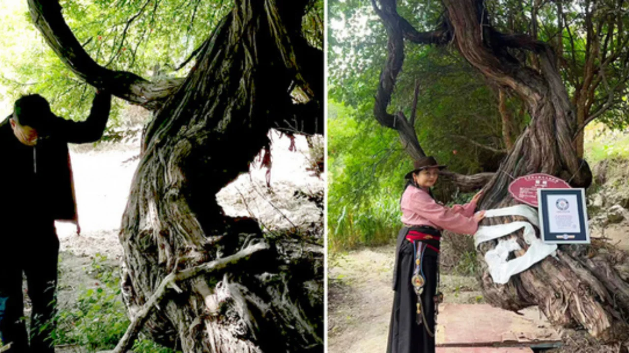 Tibetda 400 yillik uzum novdasi topildi