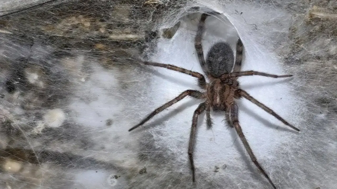 Dünyanın en büyük ağı karanlık mağarada bulundu