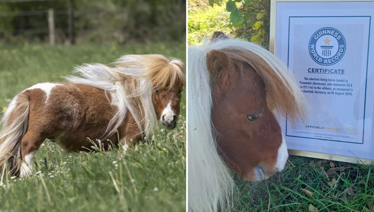 Самый низкий в мире жеребец Пумукель стал сенсацией (видео)