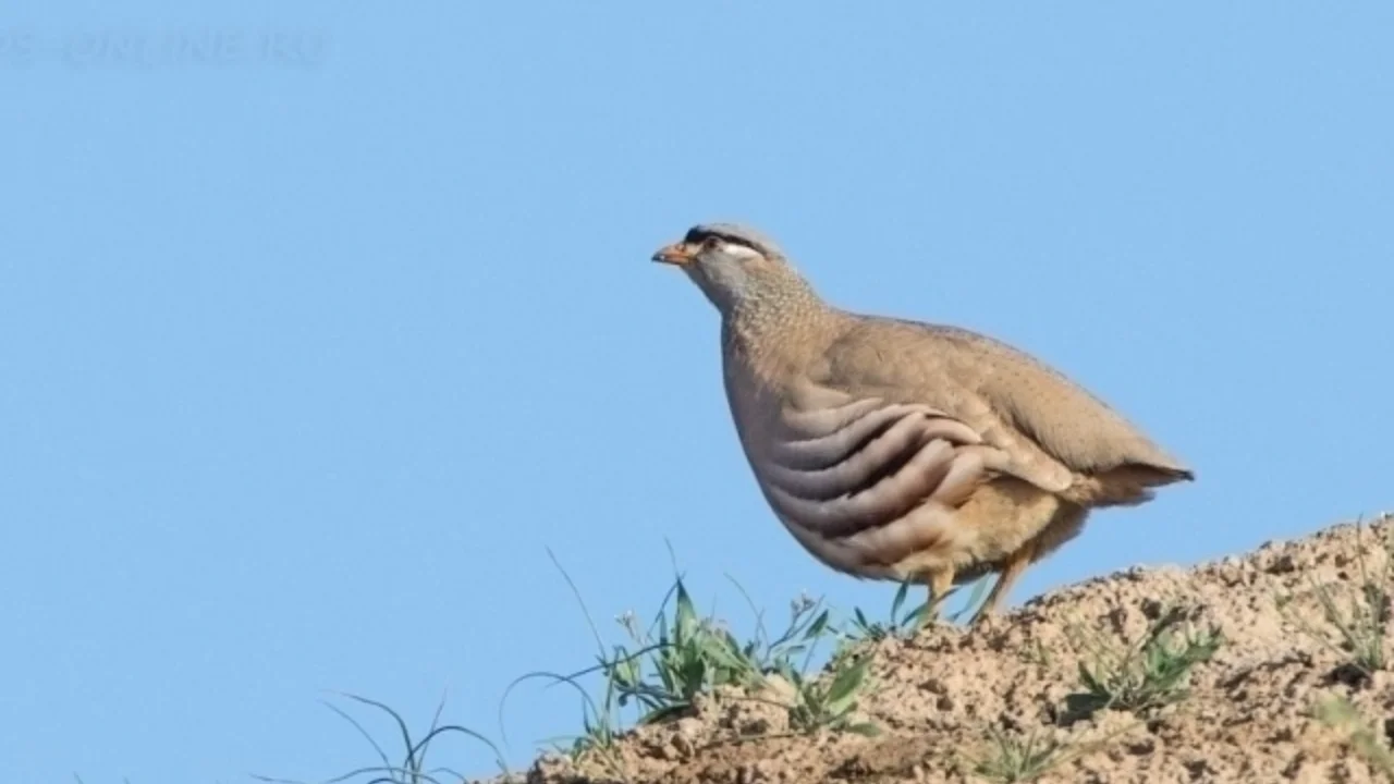 Таджикистан выбрал птицу 2026 года