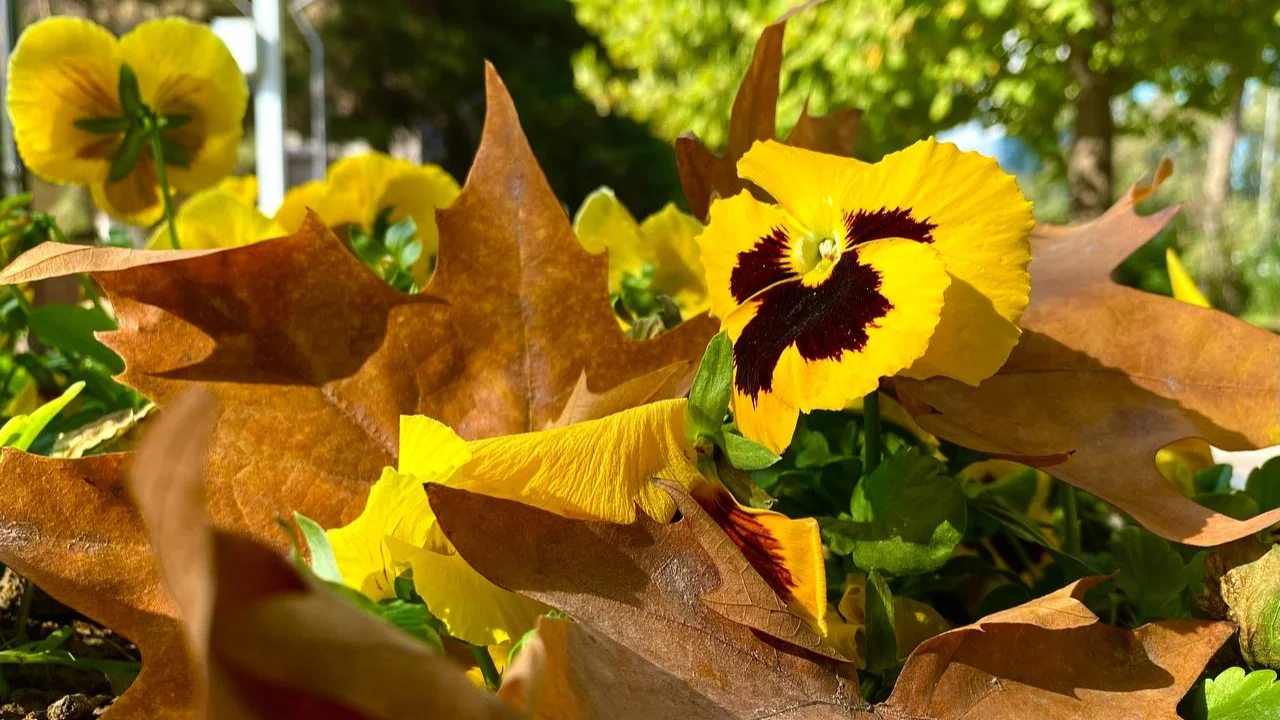 Hafta başında hava nasıl olacak?