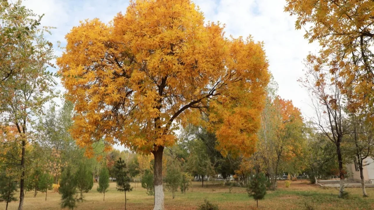 Дам олиш кунлари Ўзбекистонда ҳаво яна совуши кутиляпти