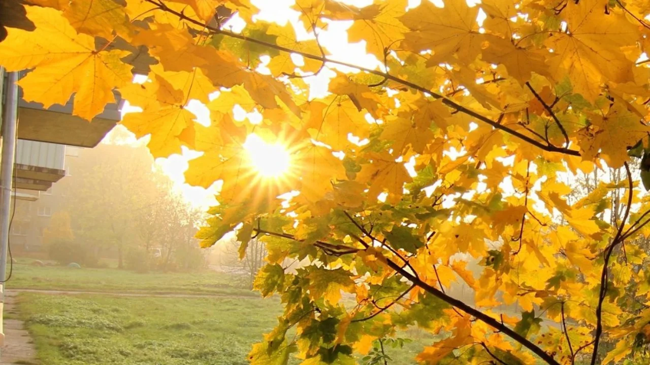 15 noyabr kuni qanday ob-havo kuzatilishi e’lon qilindi