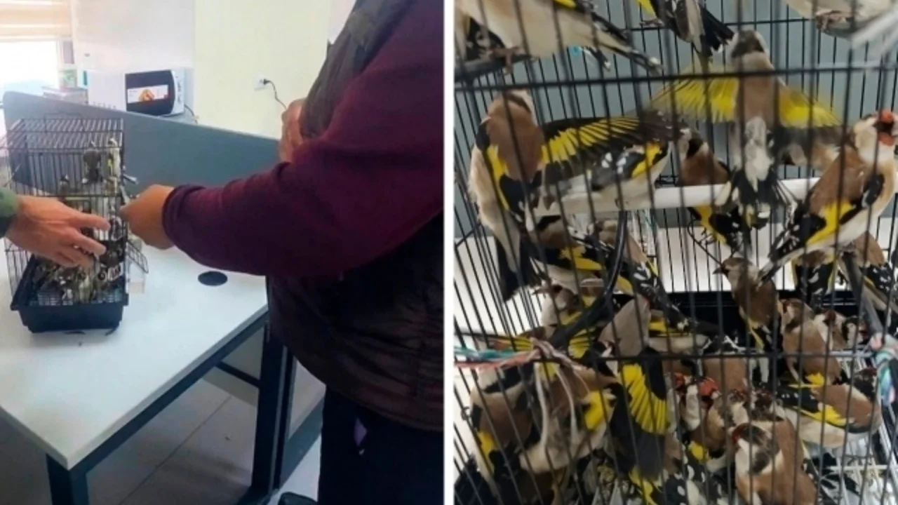 Кийим ичига 30 қуш яширган фуқаро чегарада ушланди