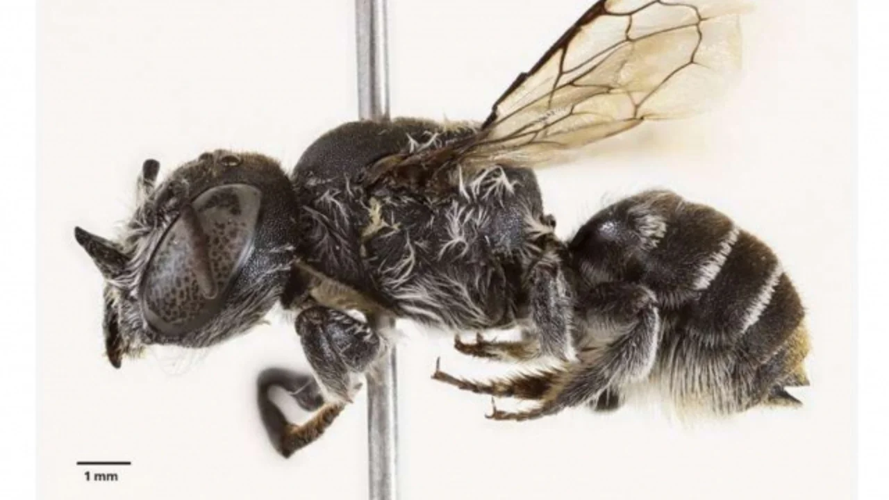 Австралияда шайтон шохига ўхшаш асалари топилди