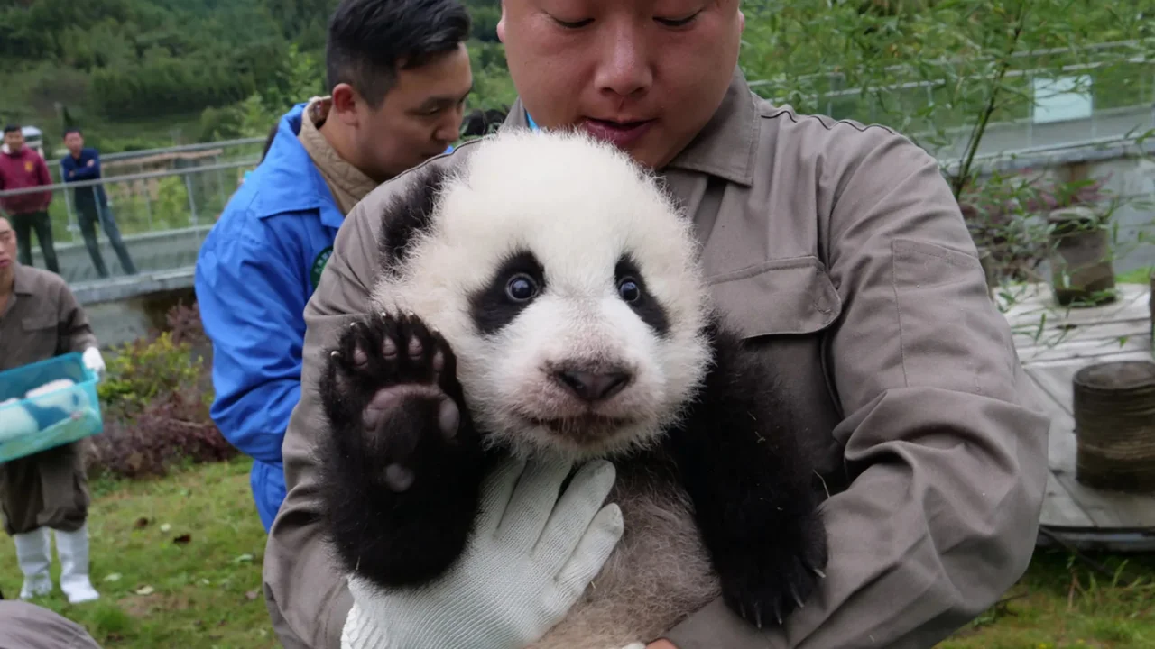 Хитойда 10 йил ичида питомникларда пандалар сони икки баравар кўпайди