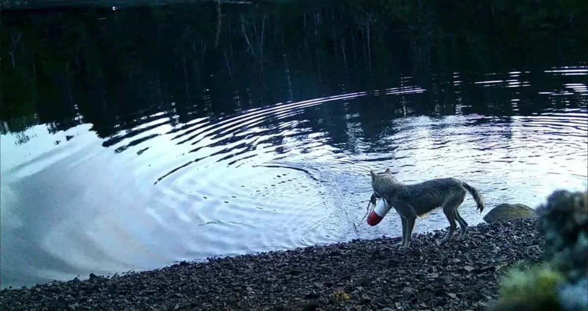 Wild wolf catches fish using a fishing net in Canada (video)