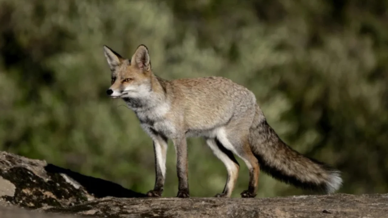 Қозоғистонда тулкилар болаларга ҳужум қилди: икки ўқувчи жабрланди