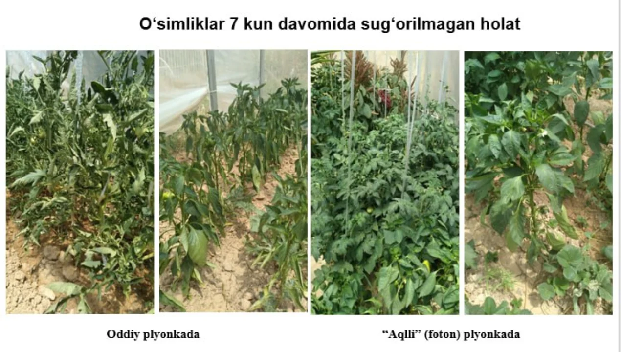 Miracle of Uzbek Scientists: Greenhouses Heat and Cool Without Gas!