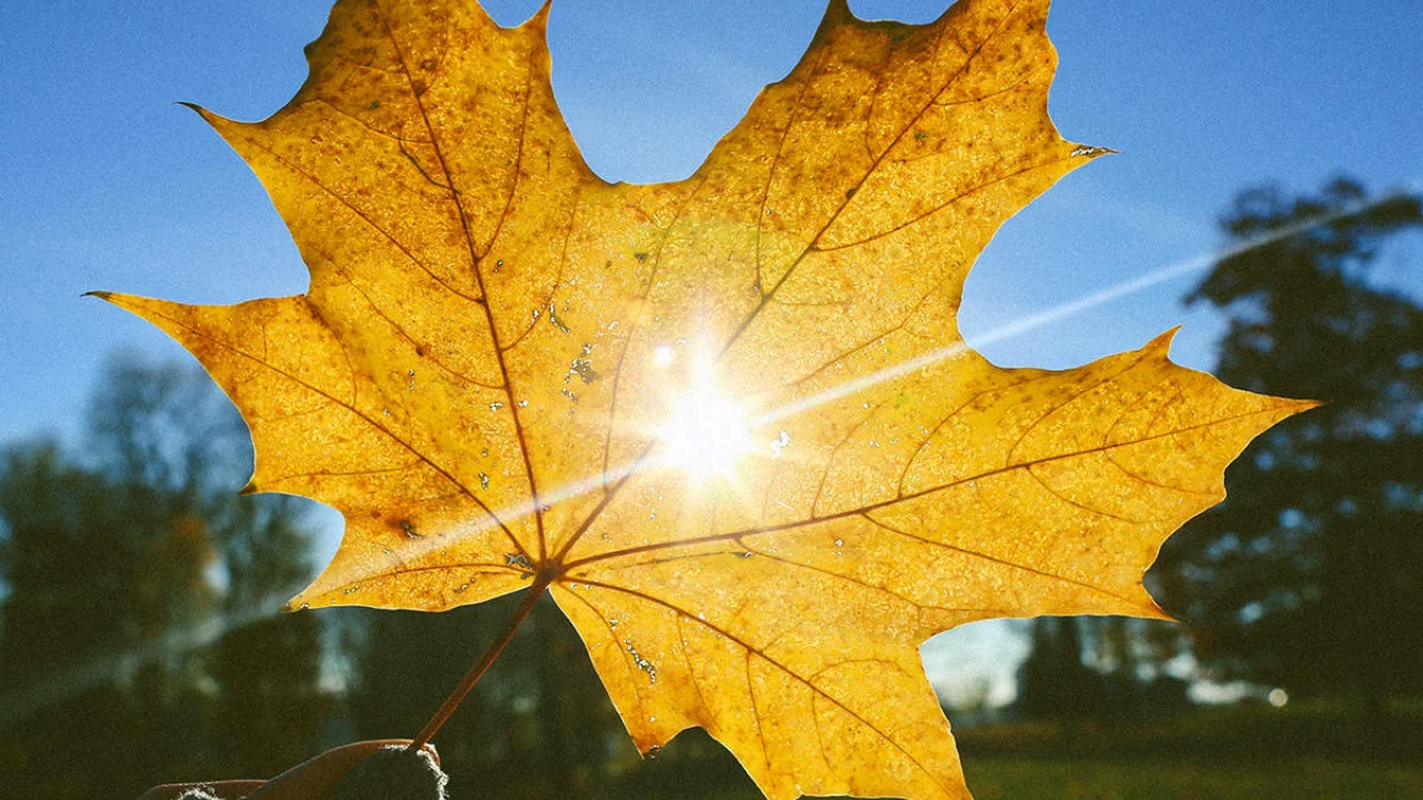 19 noyabrda barcha hududlarda yomg‘irsiz sokin kun bo‘ladi