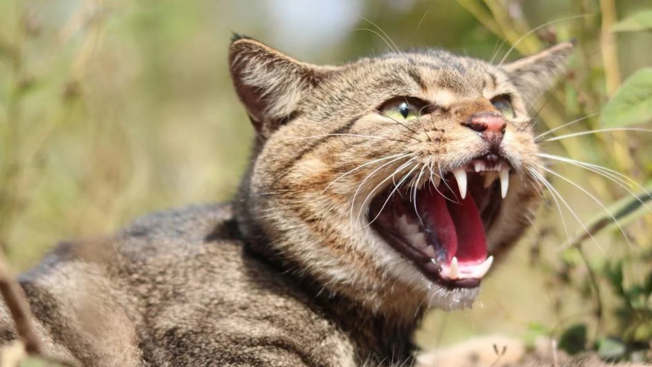 Янги Зеландия ёввойи мушукларга қарши қатъий режа бошлади