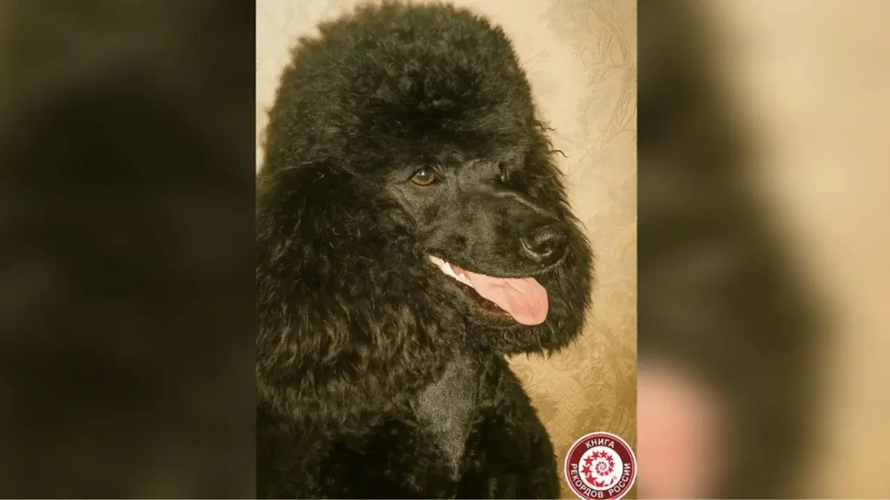 Peterburglik Fanya — Rossiyadagi eng keksa pudel rekordchisi