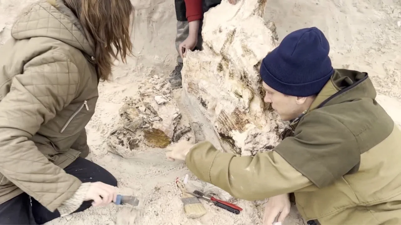 Leningrad viloyatida 400 million yillik daraxt topildi