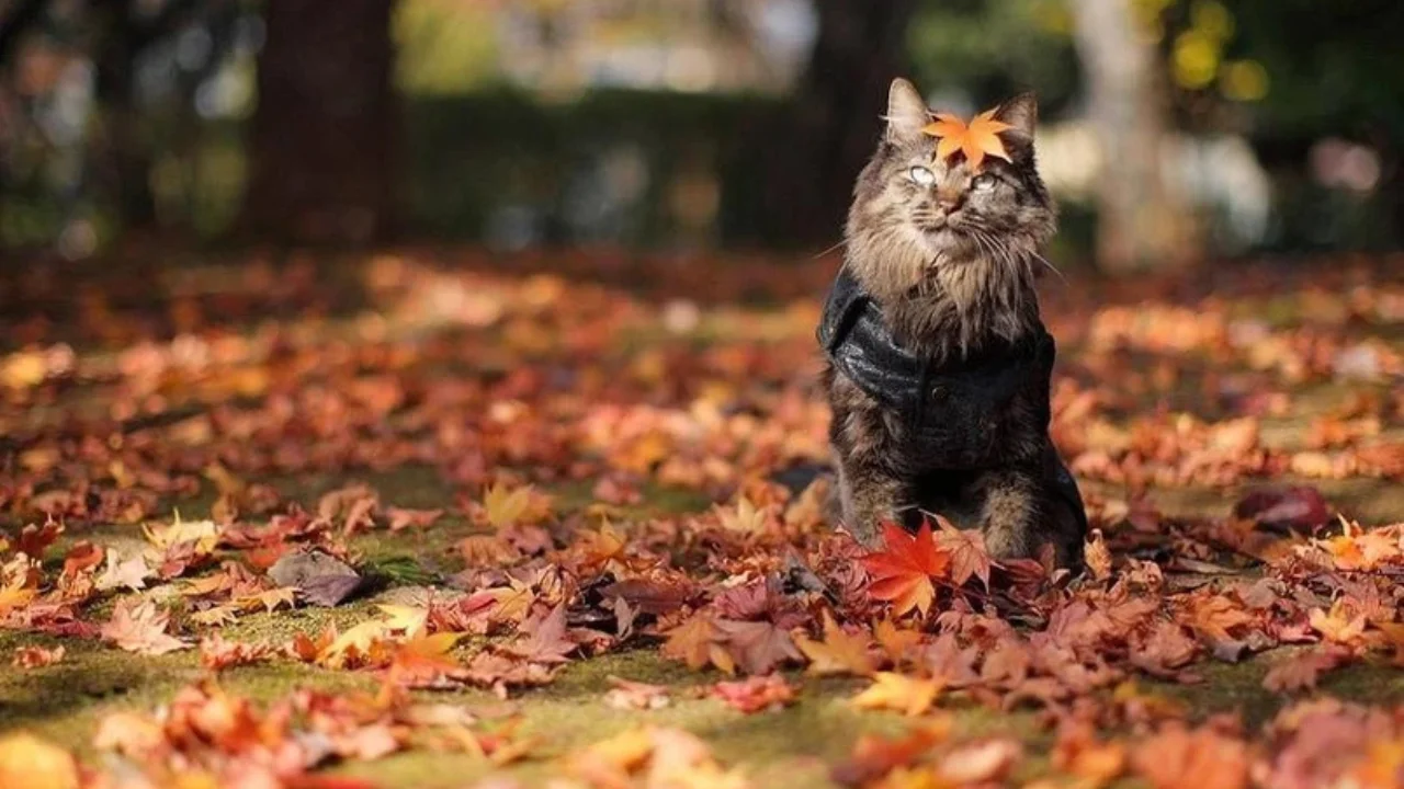 Ertaga O‘zbekiston bo‘ylab qanday havo kutilmoqda?