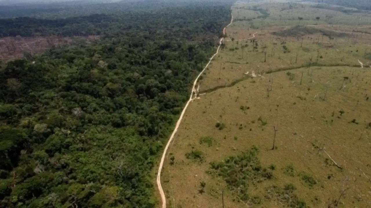 Har yili dunyoda 10 million gektar o‘rmon yo‘qolmoqda