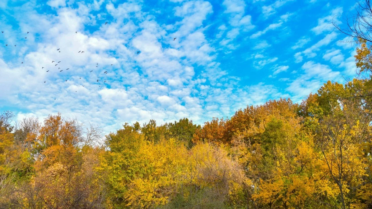 21 ноября температура воздуха поднимется до 21 градуса.