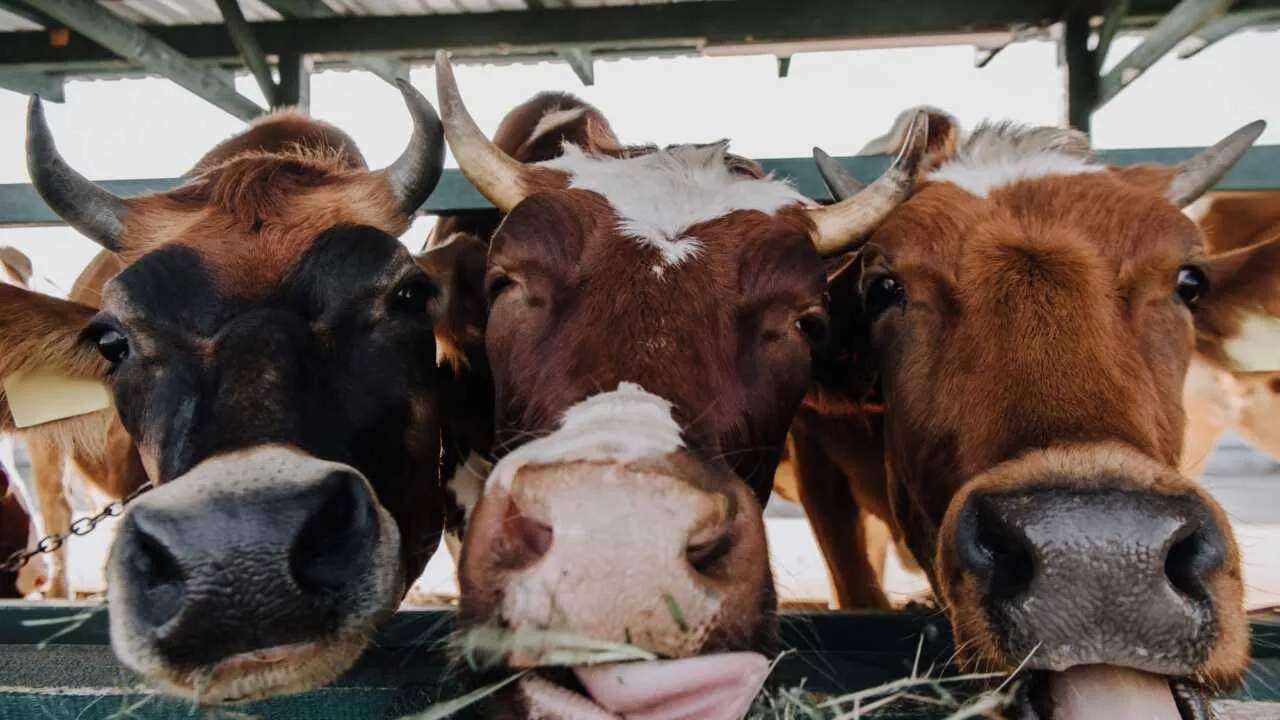 Россия Ўзбекистонга жонли ҳайвонлар экспортини 13 баробар оширди