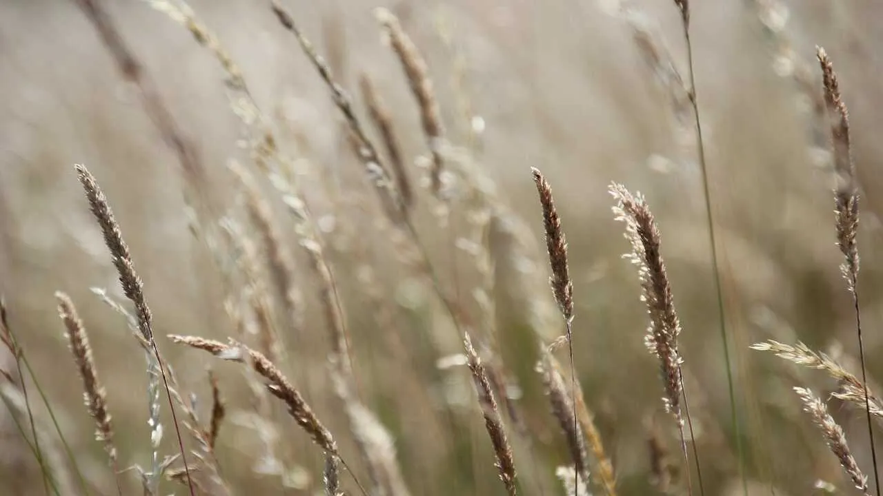Вагоны с зерном из Казахстана задерживаются на границе с Узбекистаном