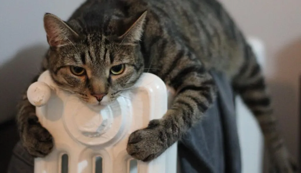 Тошкентнинг мўйнали жониворлари қишга тайёр...