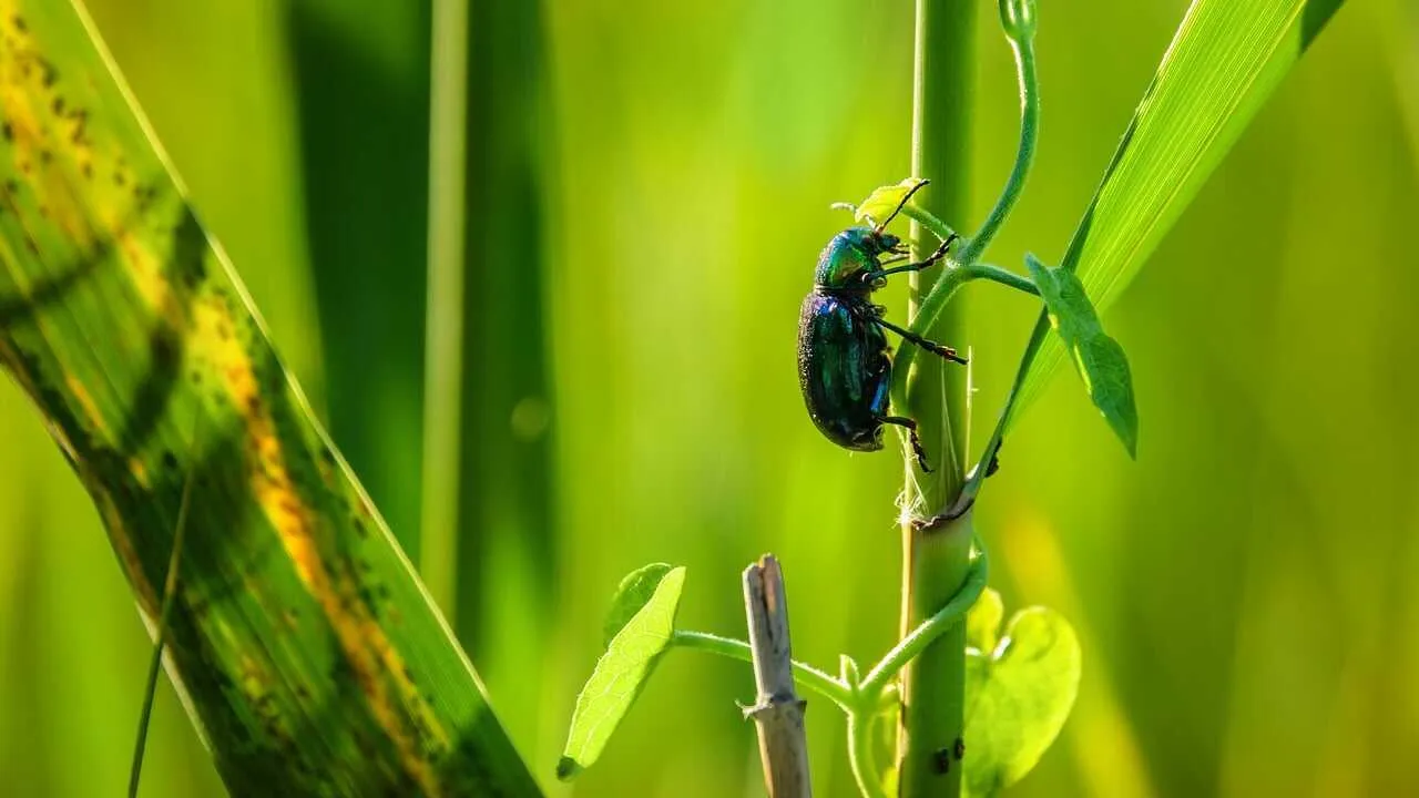 Марказий Осиё биохилма-хиллиги хавф остида