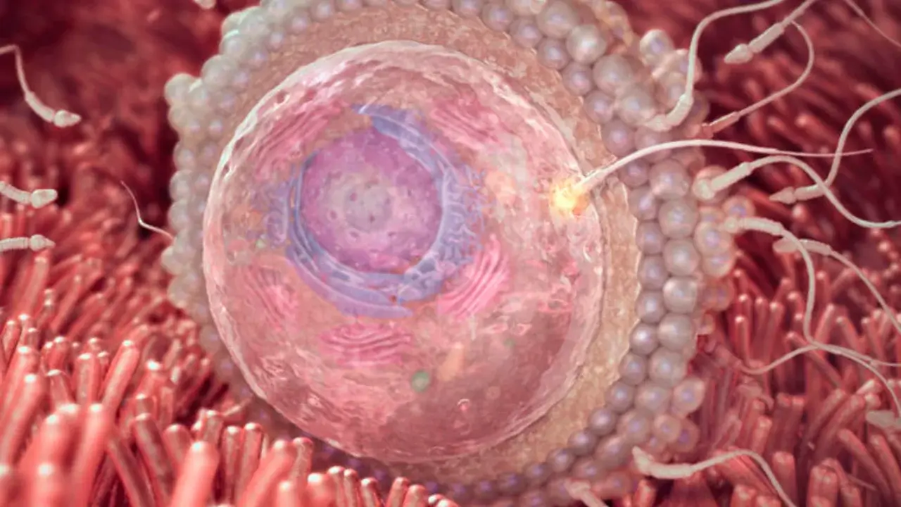 Homiladorlikning 2-haftasida ayolda qanday o‘zgarishlar bo‘ladi?