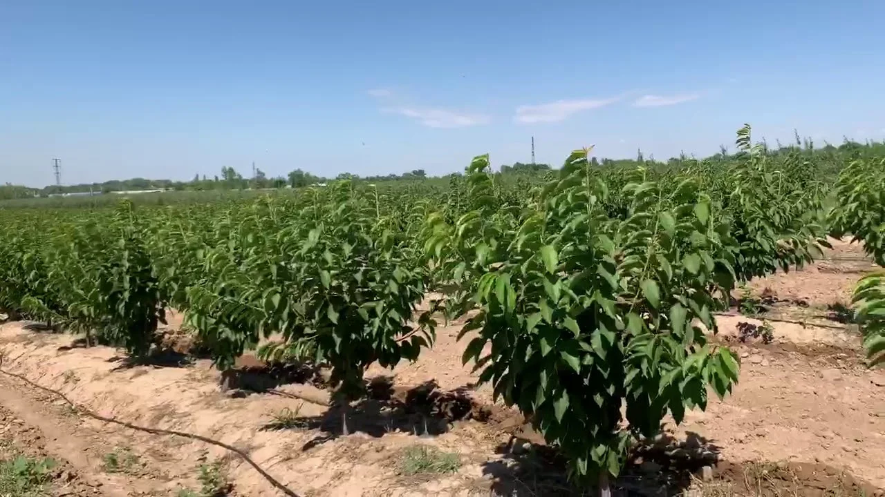 Ауа сапасын жақсартуда ағаштардың маңызды рөлі бар