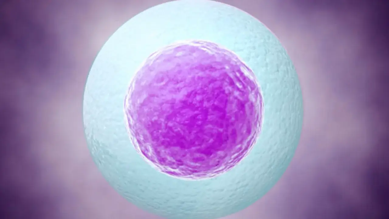 Что происходит на 1-й неделе беременности?