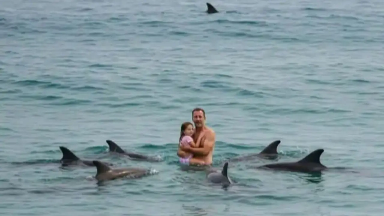 Yeni Zelanda’da Mucize: Yunuslar İnsanları Korudu