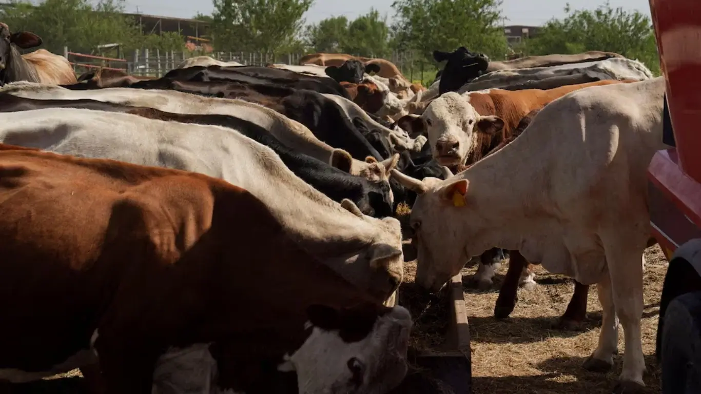 Цена на мясо падает, но фермеры теряют