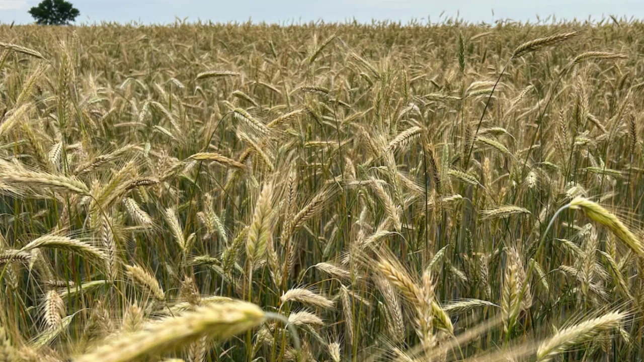 Fermerlar iqlim muammolariga qaramay rekord hosil yetkazmoqda