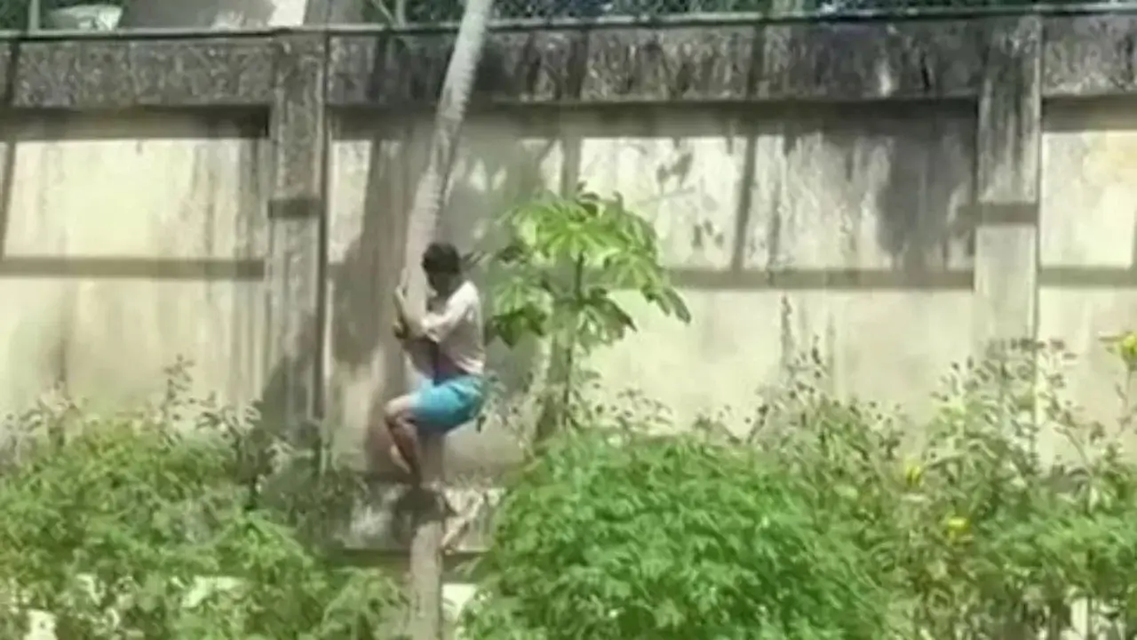 В Бразилии погиб молодой человек, попавший в клетку льва