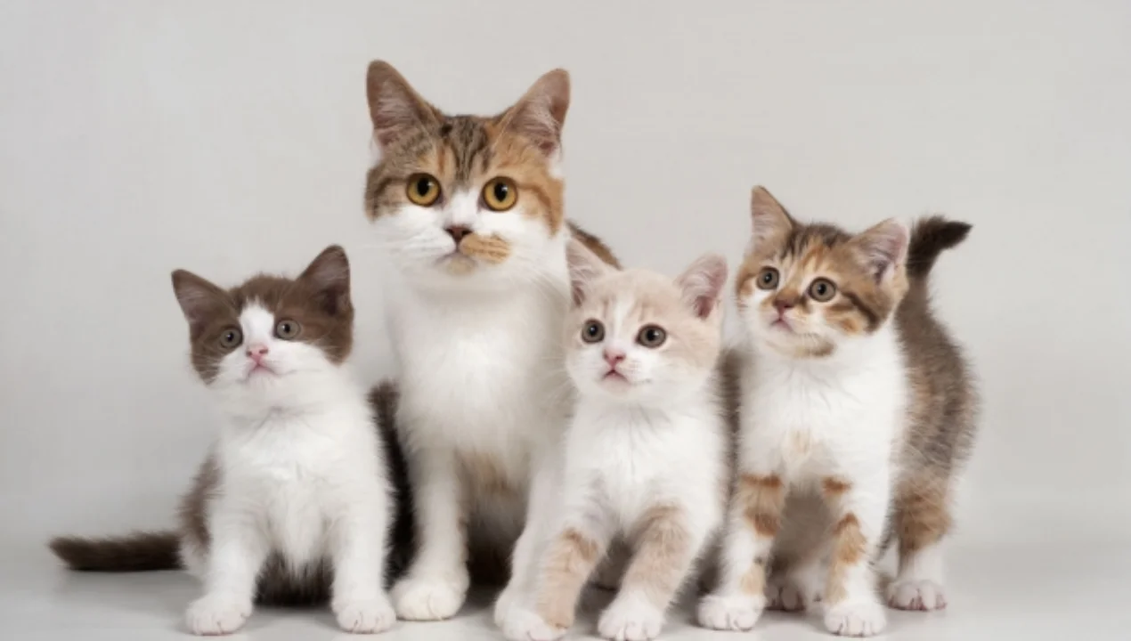 Почему кошки кажутся странными: факты о них, о которых вы не знаете