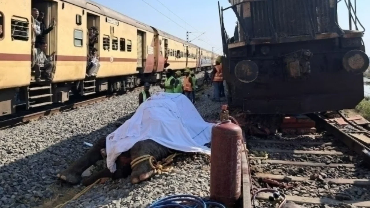 Үндістанда пойыз пілдер тобырын басып кетті