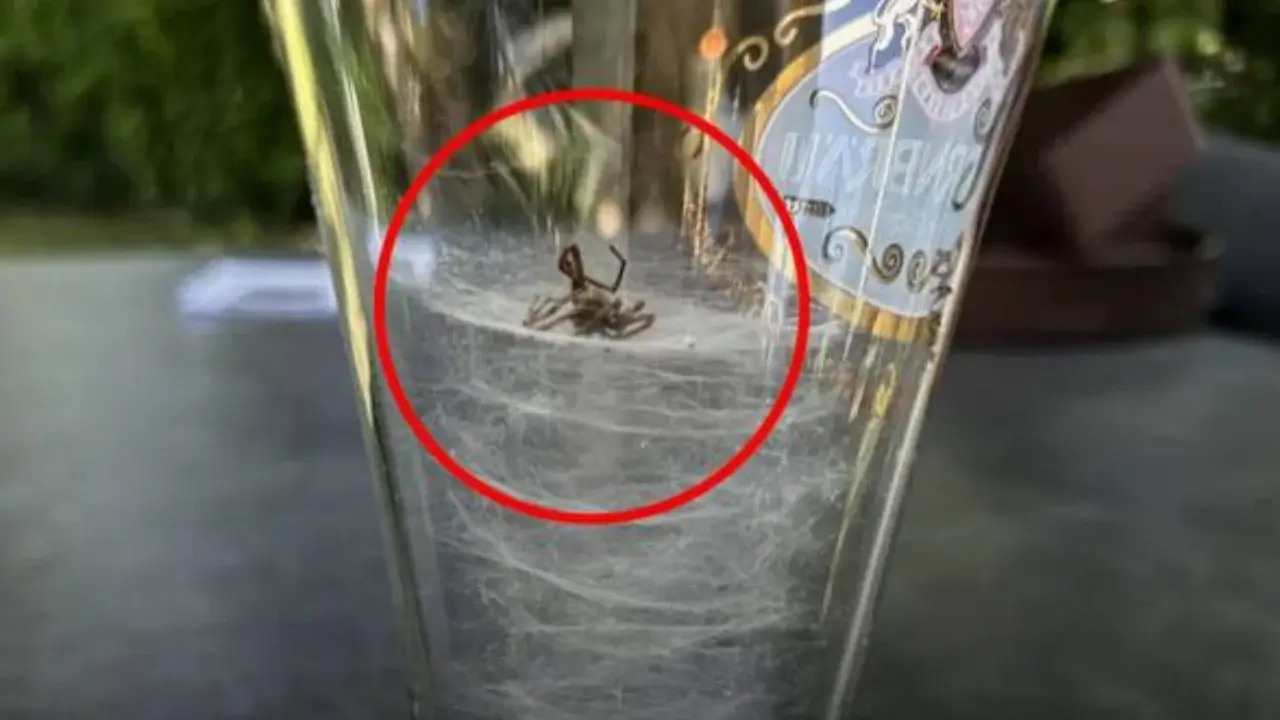 Cam içinde mücadele – örümcek hayatta kalmak için çabaladı