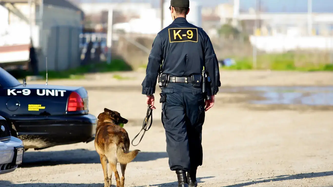 Совға ичидаги «наркотик»: АҚШда Рождество ниқобидаги йирик контрабанда фош этилди