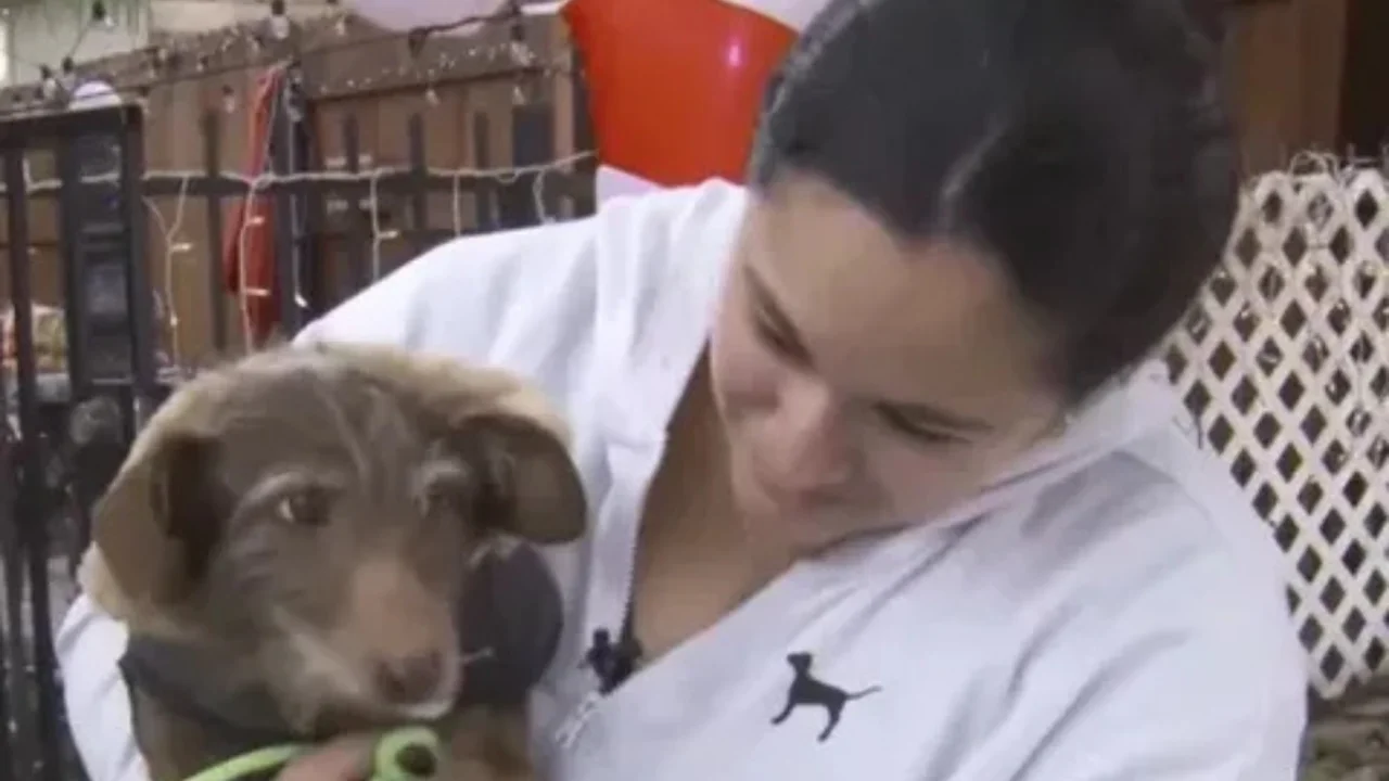 ABD’de neredeyse beş yıl önce kaybolan Choco adlı köpek, evinden 3 bin kilometre uzakta bulundu