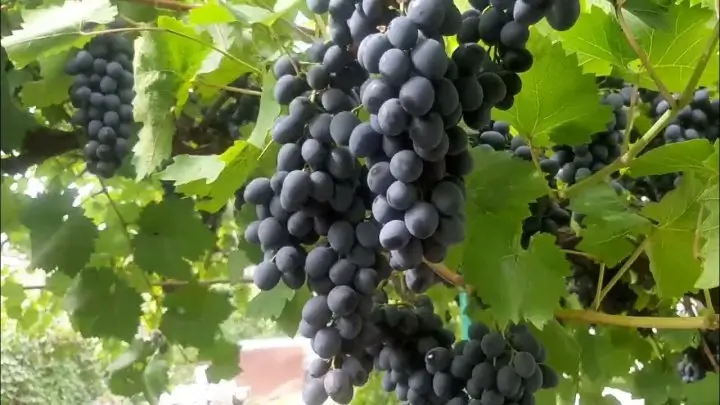 Özbekistan üzüm ithalatını neden sıkı şekilde kısıtlıyor