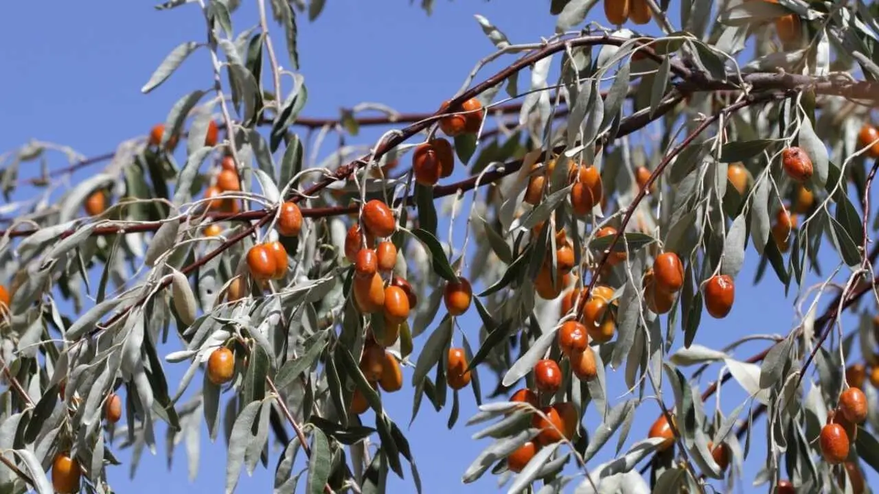 Uzbekistan boosts jida exports by nearly 69% in a year