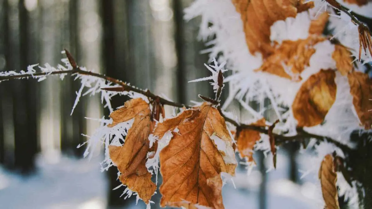 O'zbekistonda sovuq havo kutilmoqda