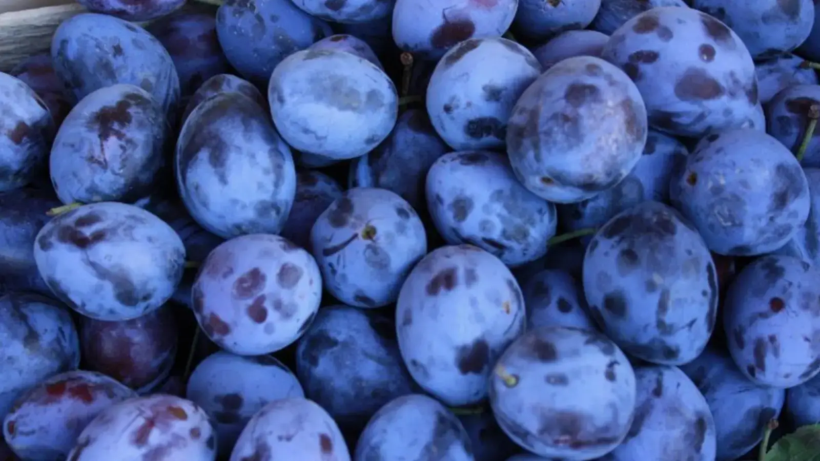 Uzbekistan boosts prune exports by 63%