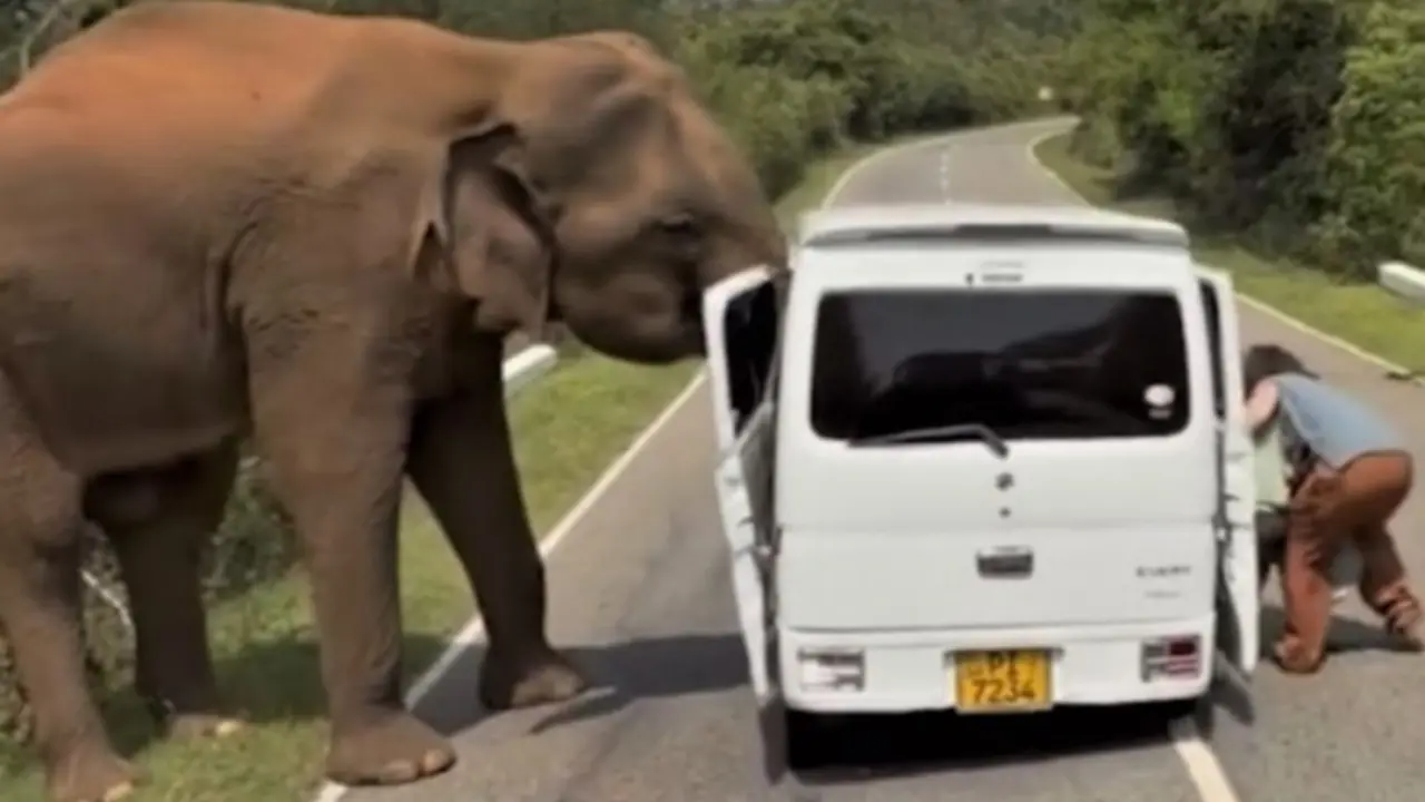Shri-Lankada rossiyalik sayyohlar mashinasiga fil hujum qildi