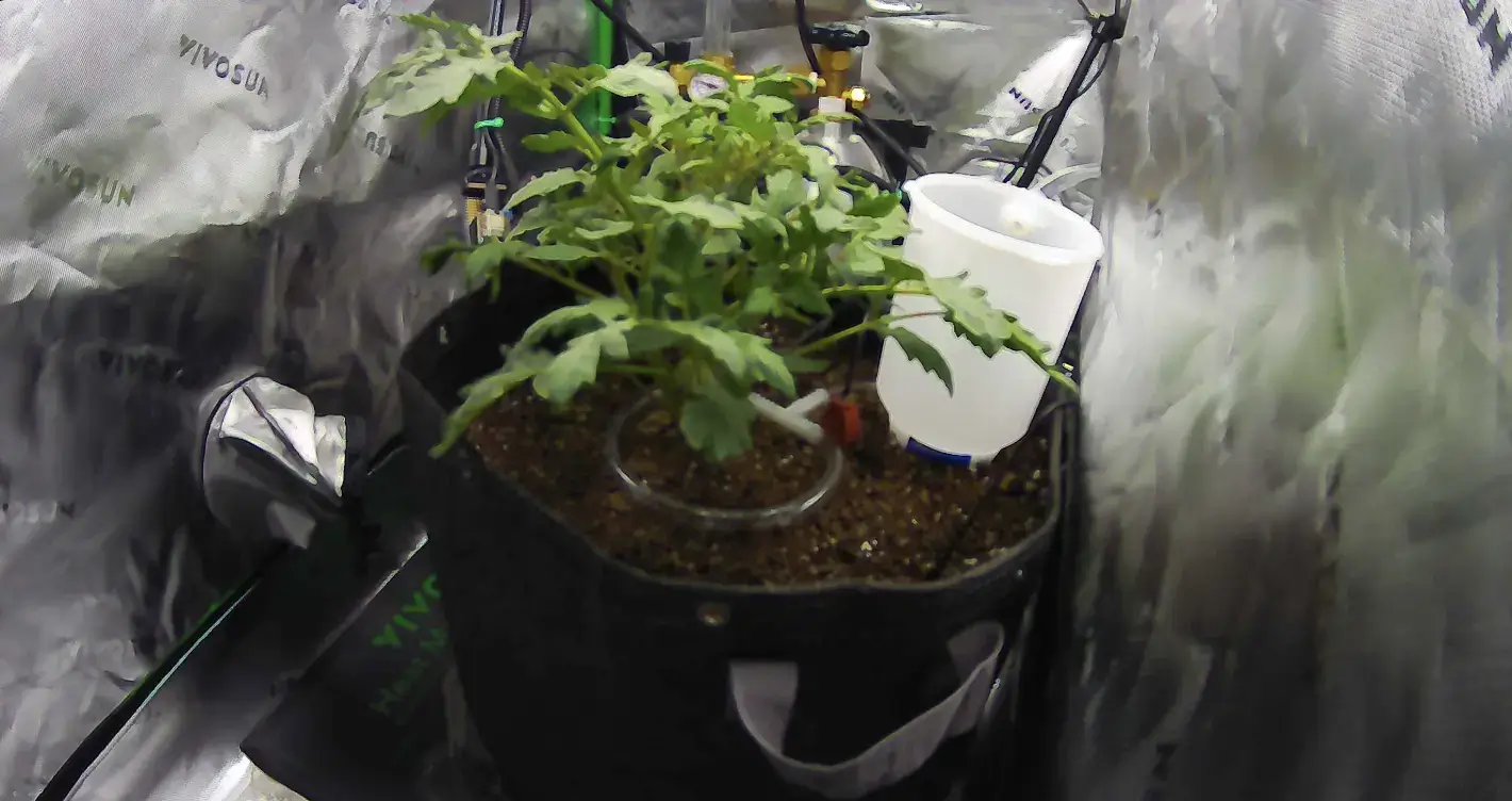 Claude AI 37 кундан бери помидор етиштиряпти