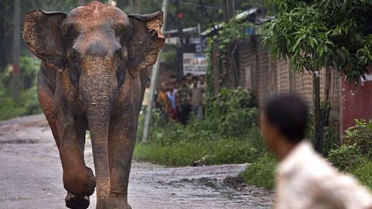 Үндістанда құтырған піл шабуылы: 17 адам қаза тапты