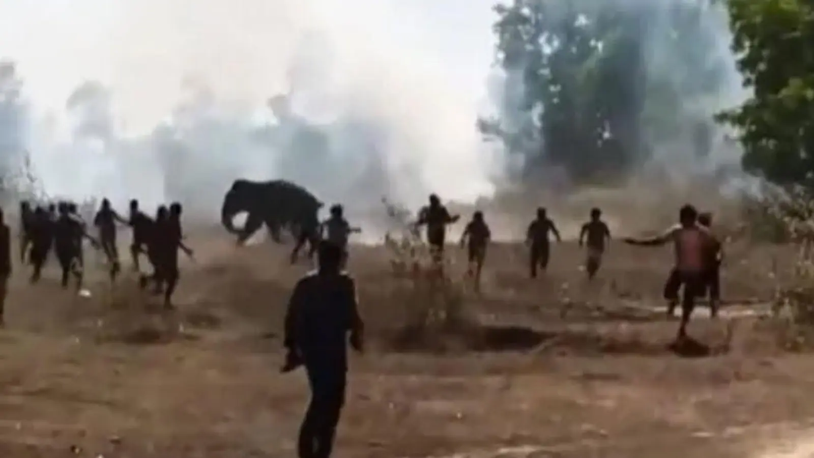 Ёлғиз тишли фил қўрқув уйғотмоқда: 10 кун ичида 22 кишини ўлдирди