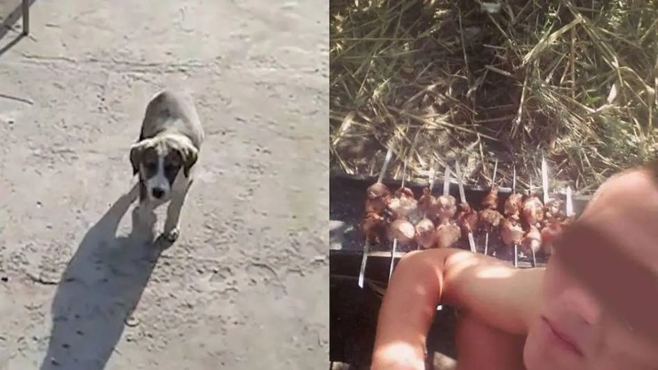 Three people who brutally killed and ate a dog were sentenced to 10 days in prison