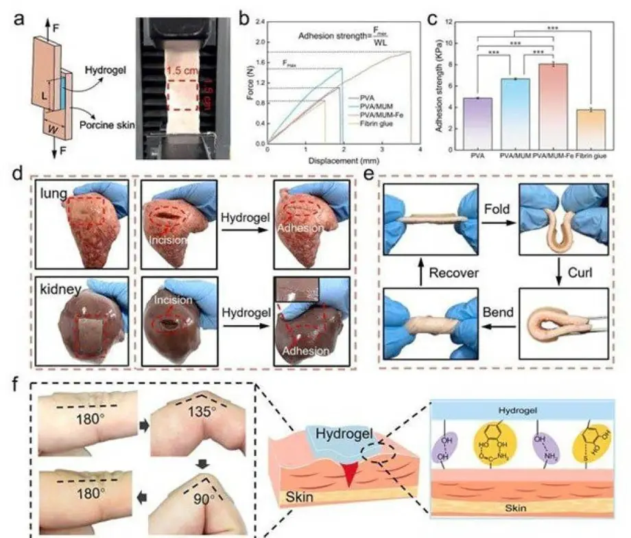 Uzbek scientists have discovered hydrogel, which quickly heals wounds