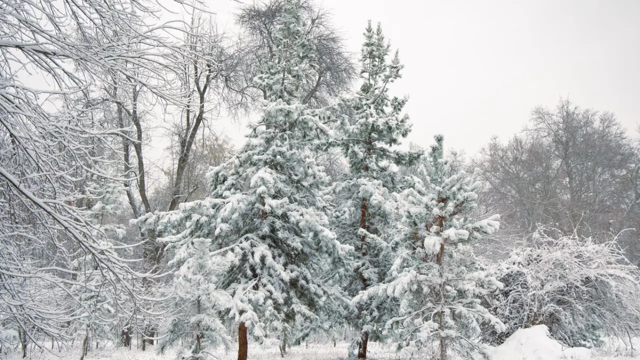 8 Ocak: Hava sisli mi yoksa sıcak mı olacak?